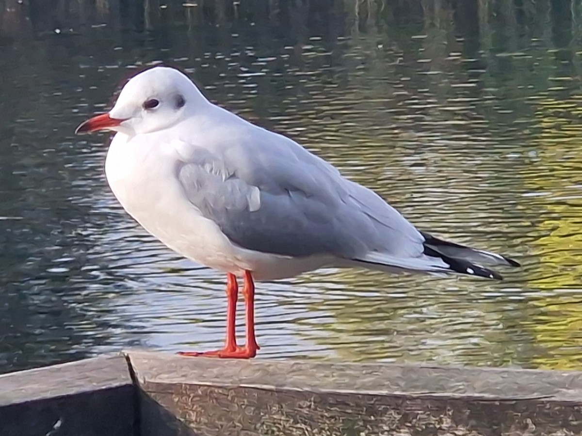 Black-headed Gull - ML645121127