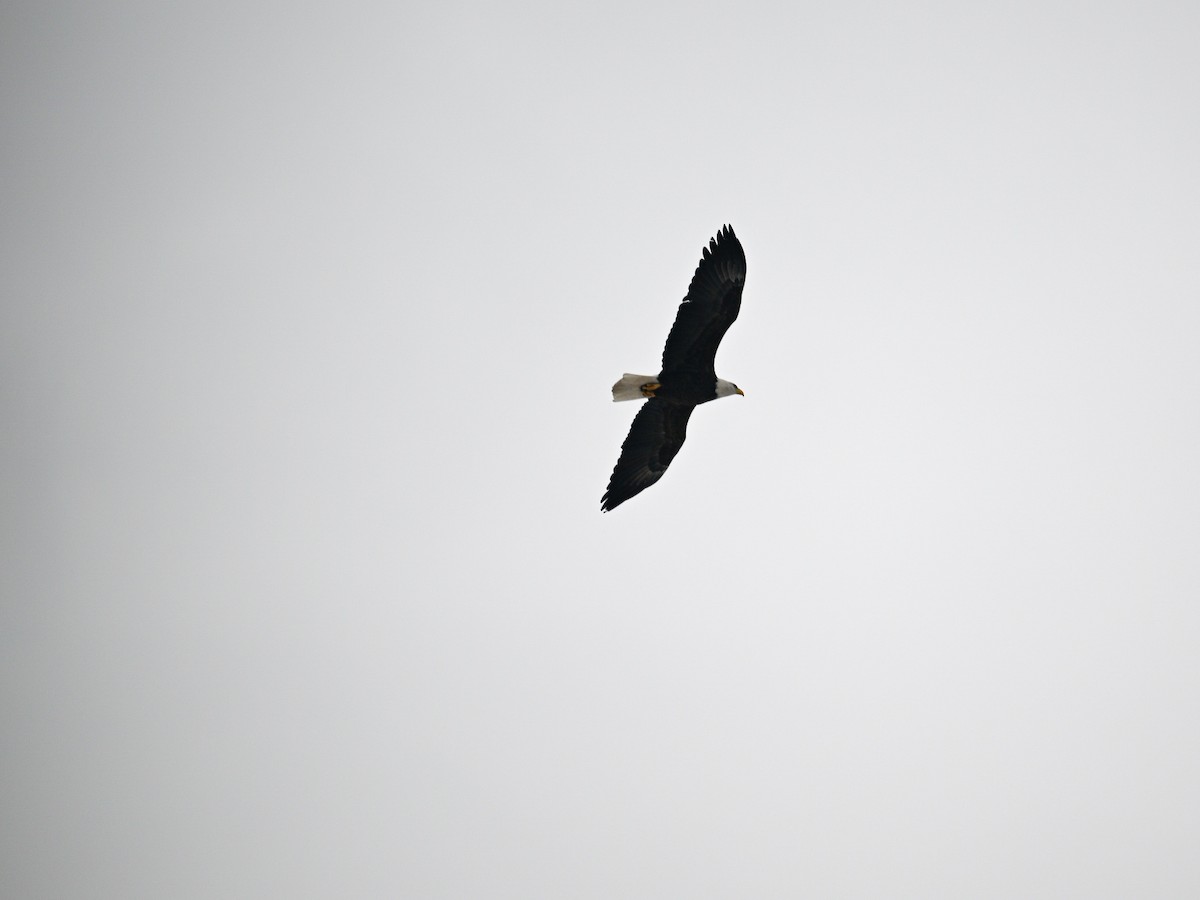 Bald Eagle - ML645121131