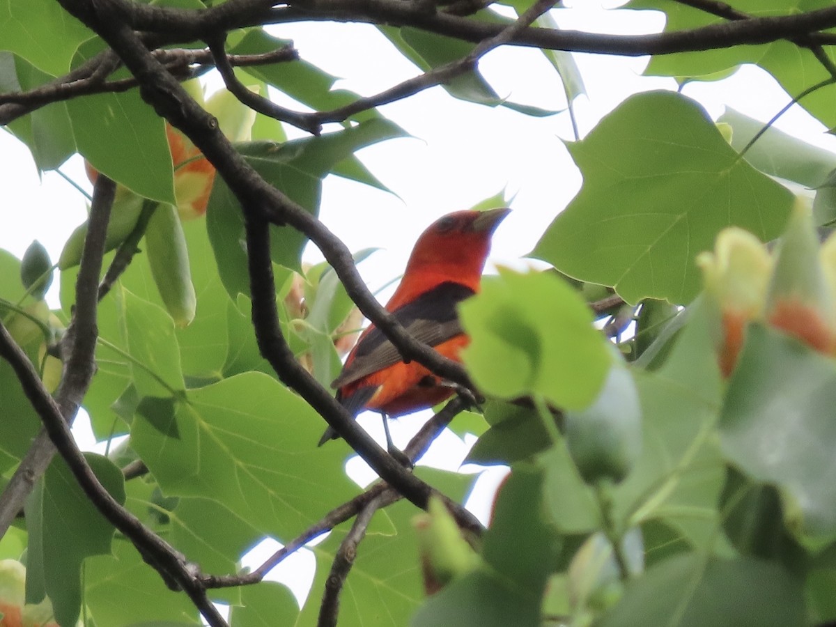 Scarlet Tanager - ML645121132