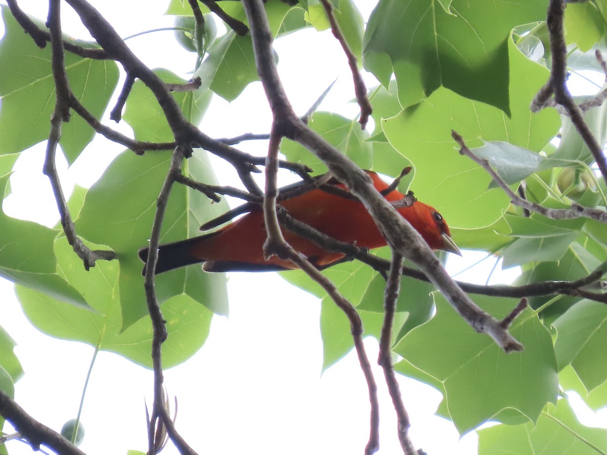 Scarlet Tanager - ML645121133