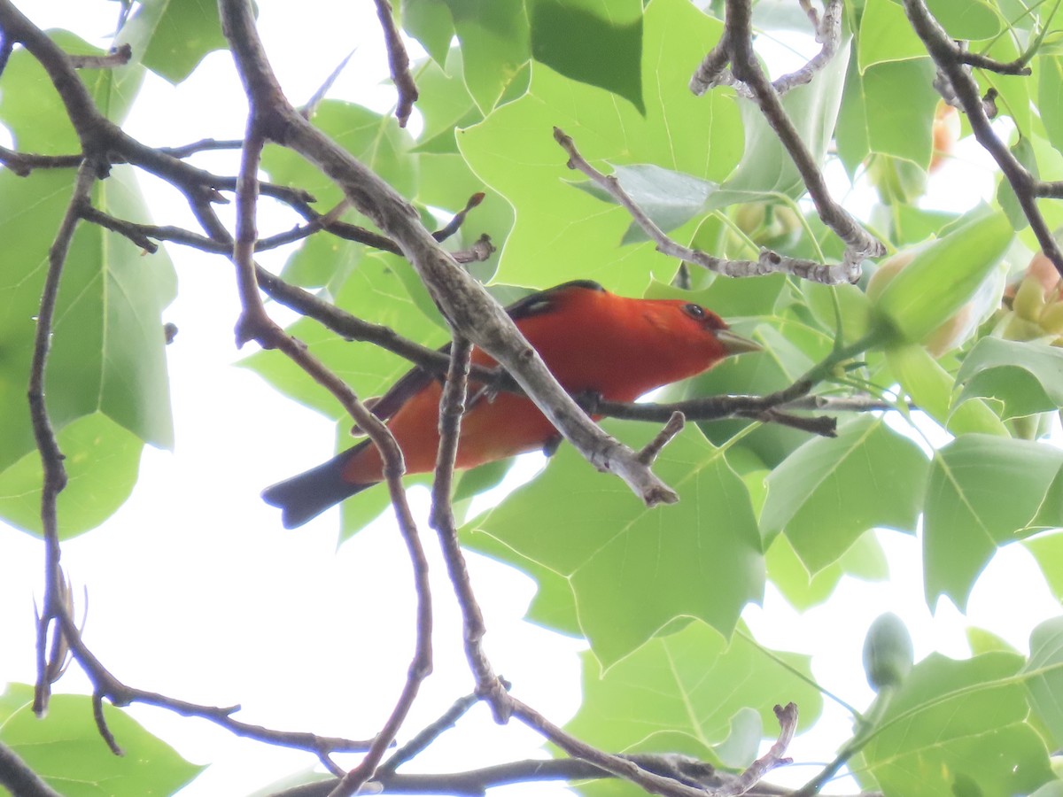 Scarlet Tanager - ML645121134