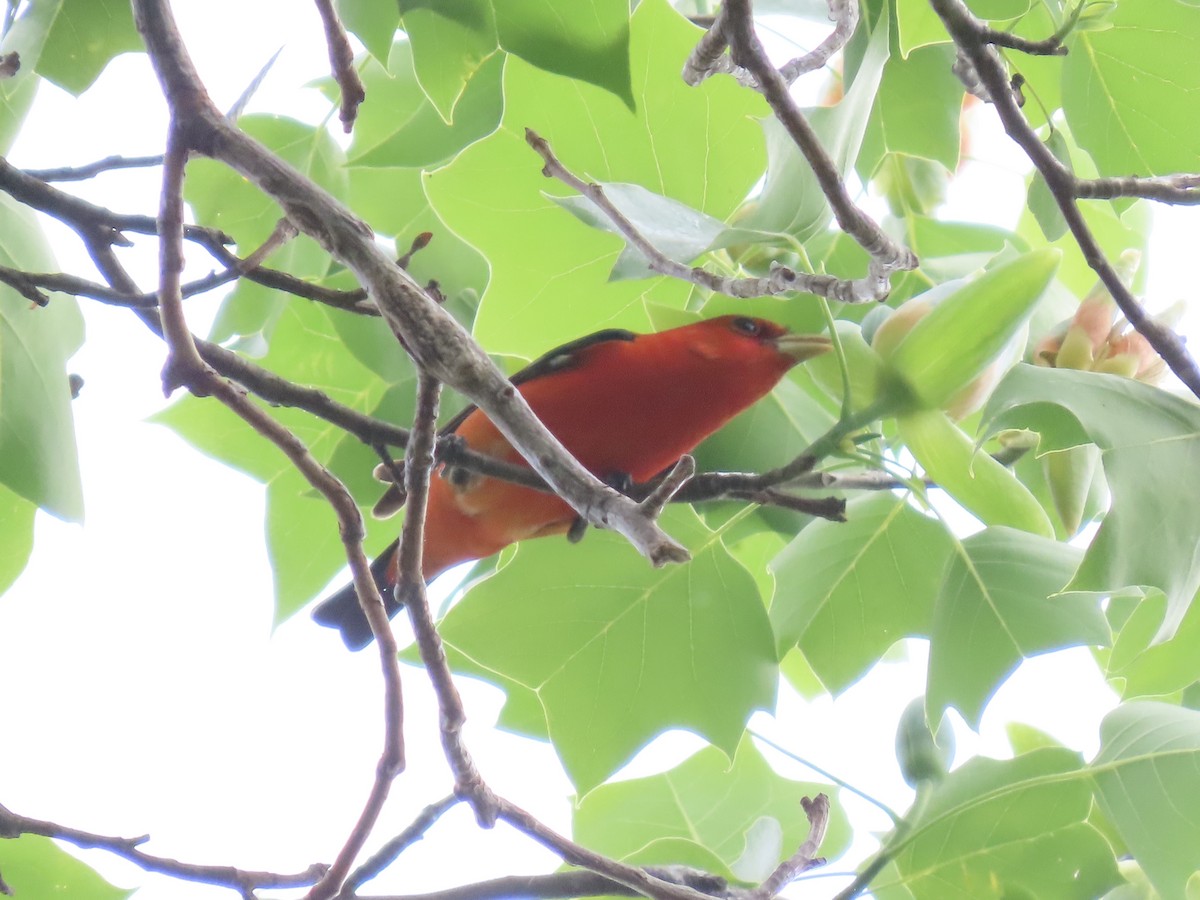 Scarlet Tanager - ML645121135