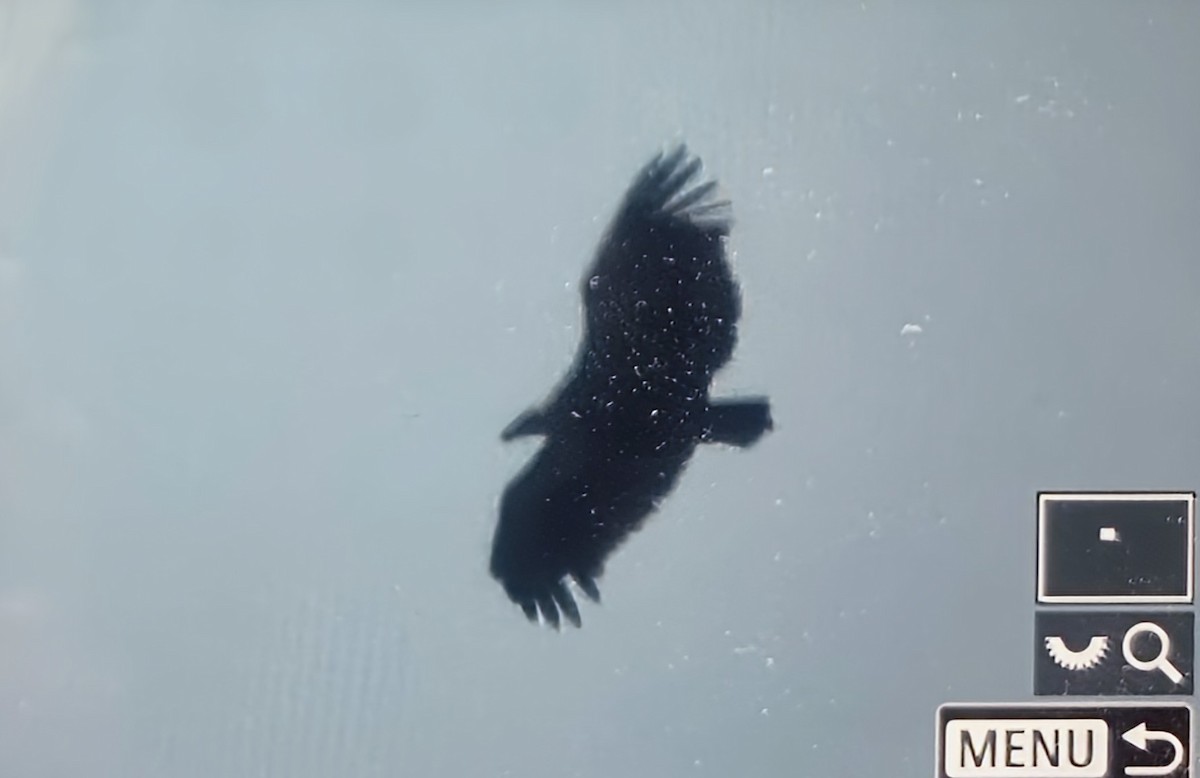 Ak Sırtlı Akbaba - ML645121162