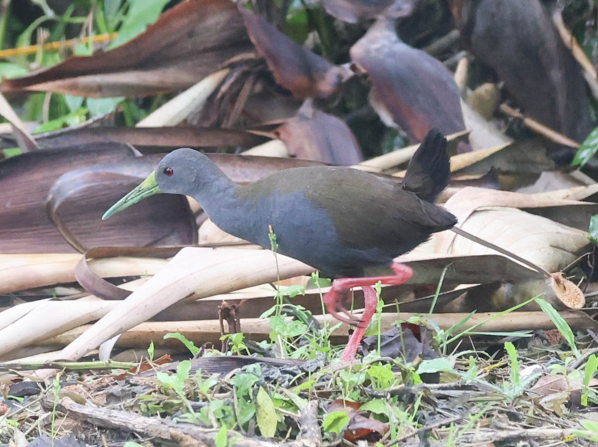 Râle noirâtre - ML645121169