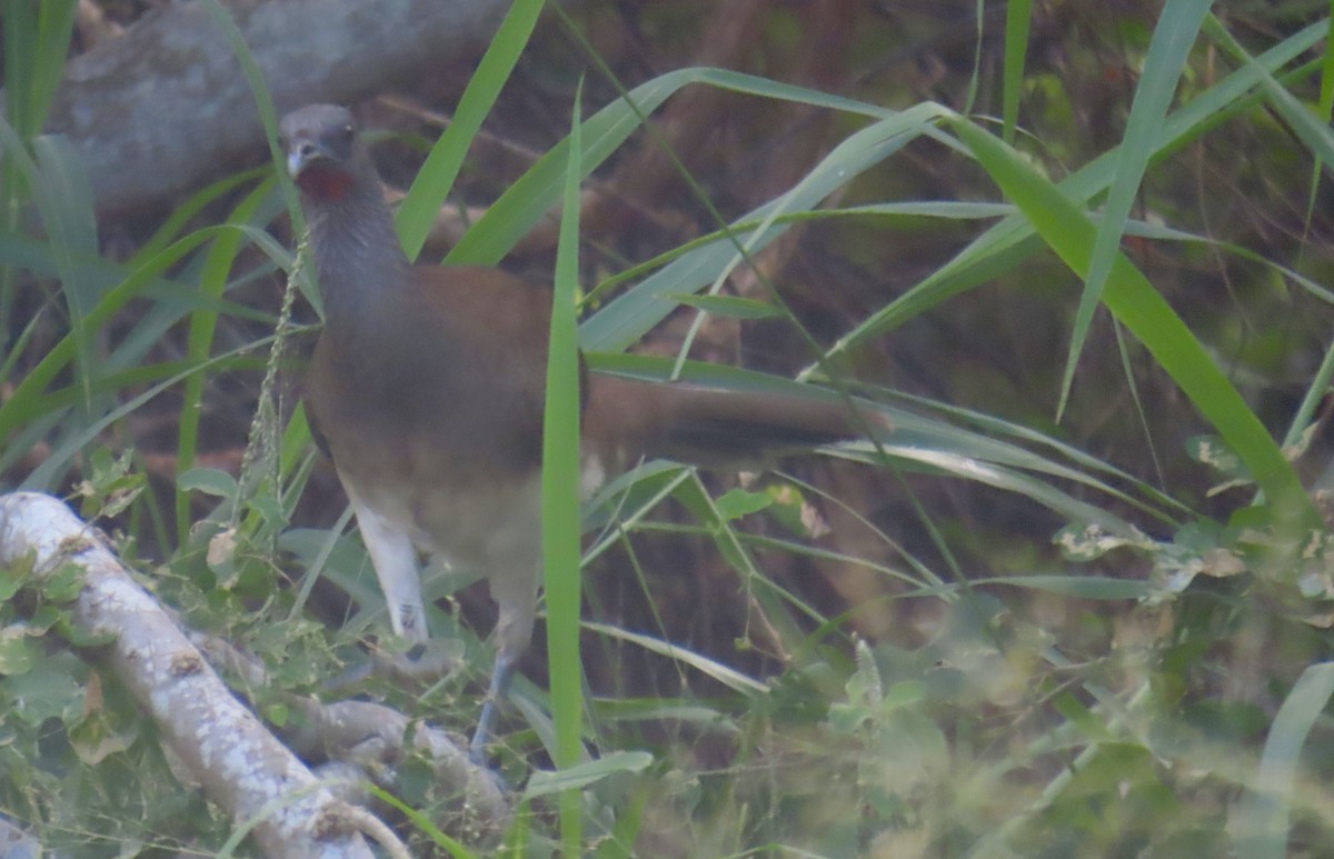 Ortalide à ventre blanc - ML645121171