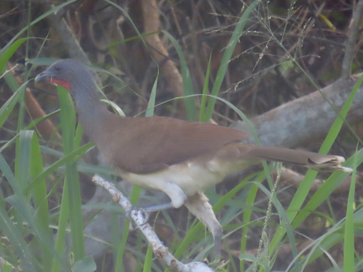 Ortalide à ventre blanc - ML645121172