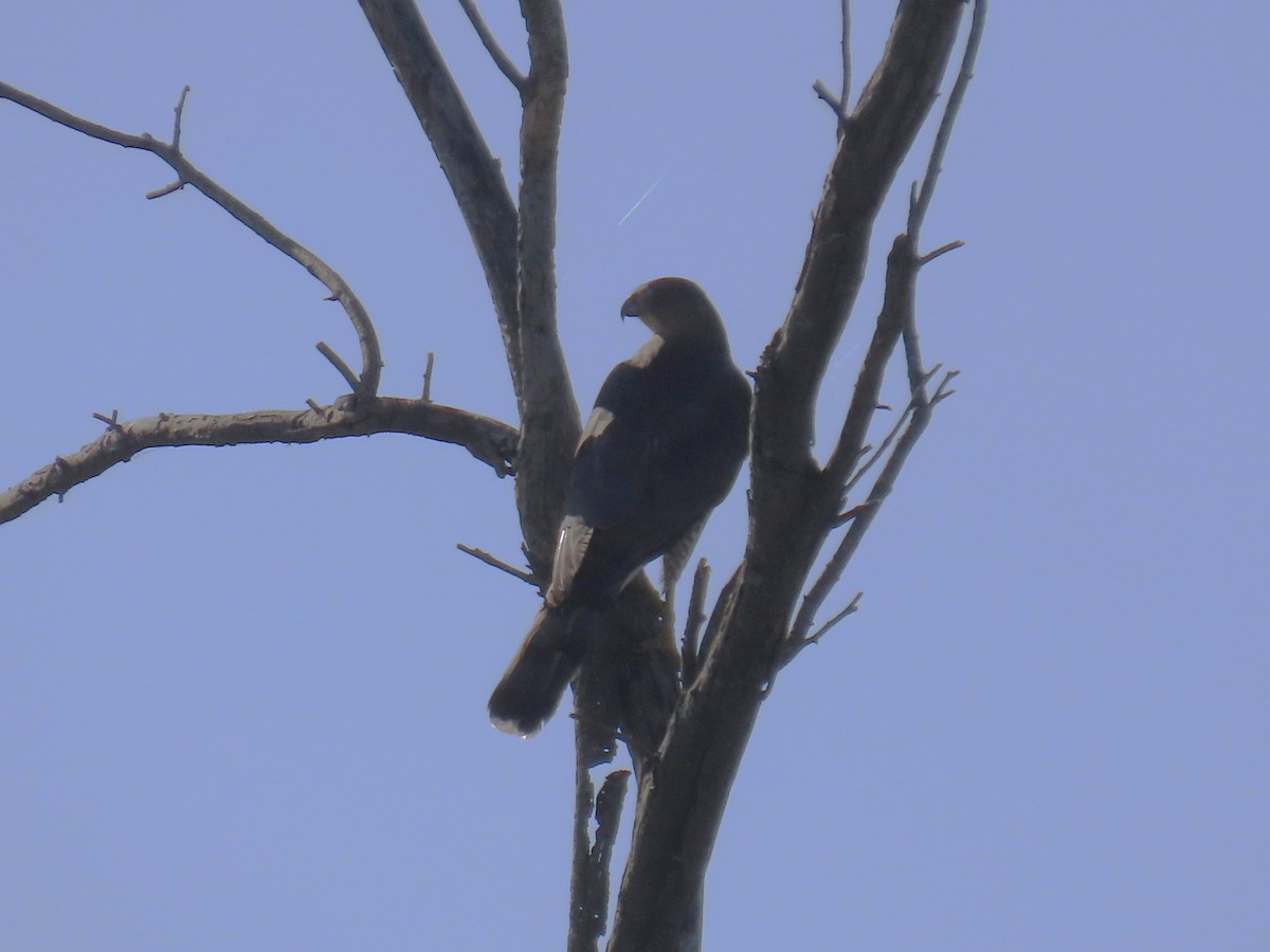 Cooper's Hawk - ML645121185