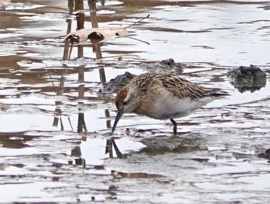 Sharp-tailed Sandpiper - ML645121186