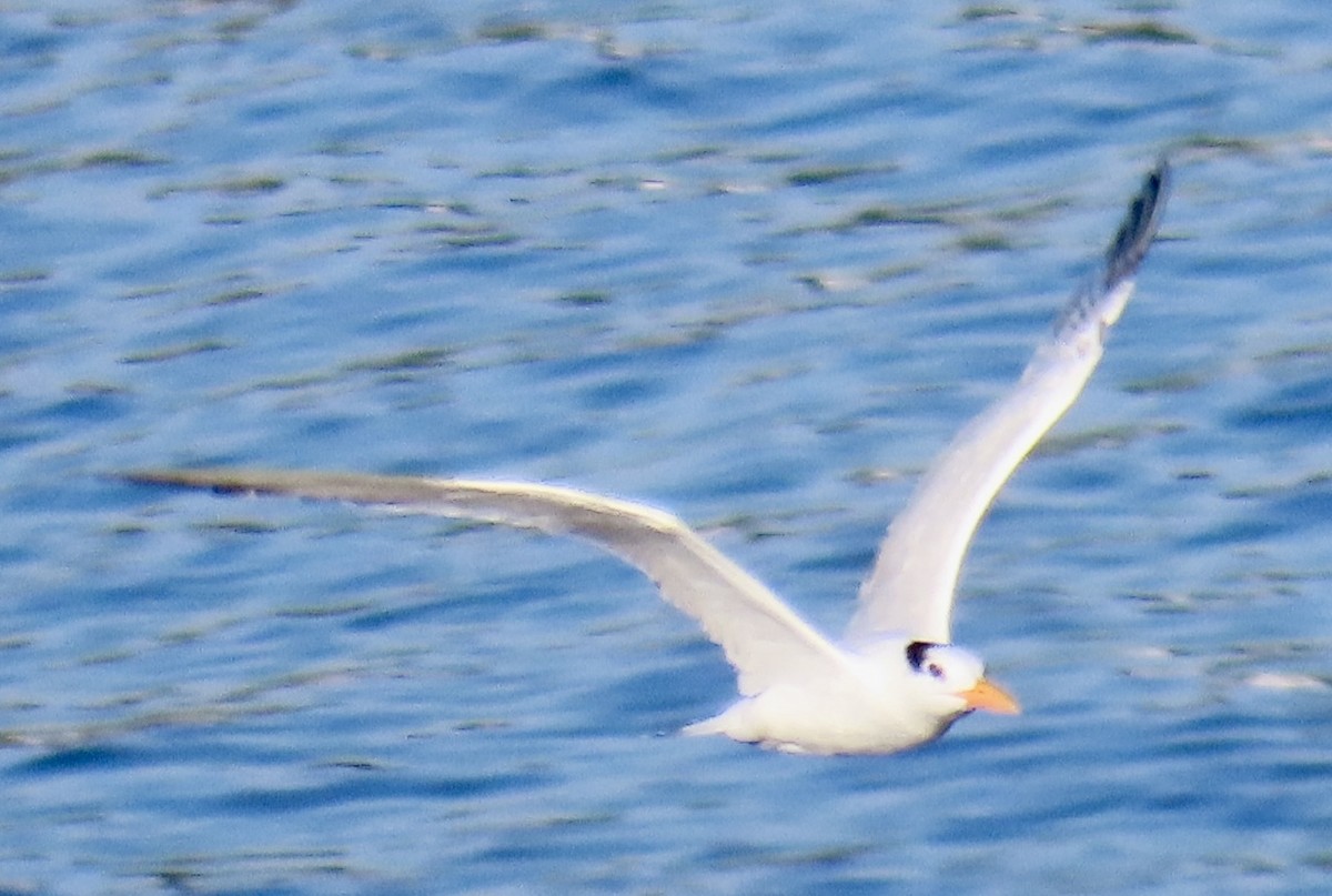 Sterne royale - ML645121225