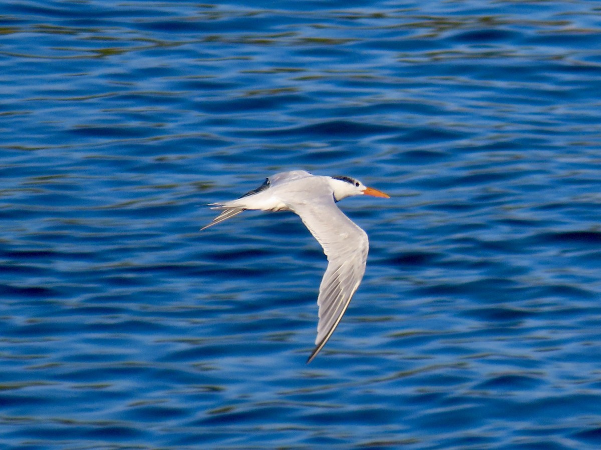 Sterne royale - ML645121226