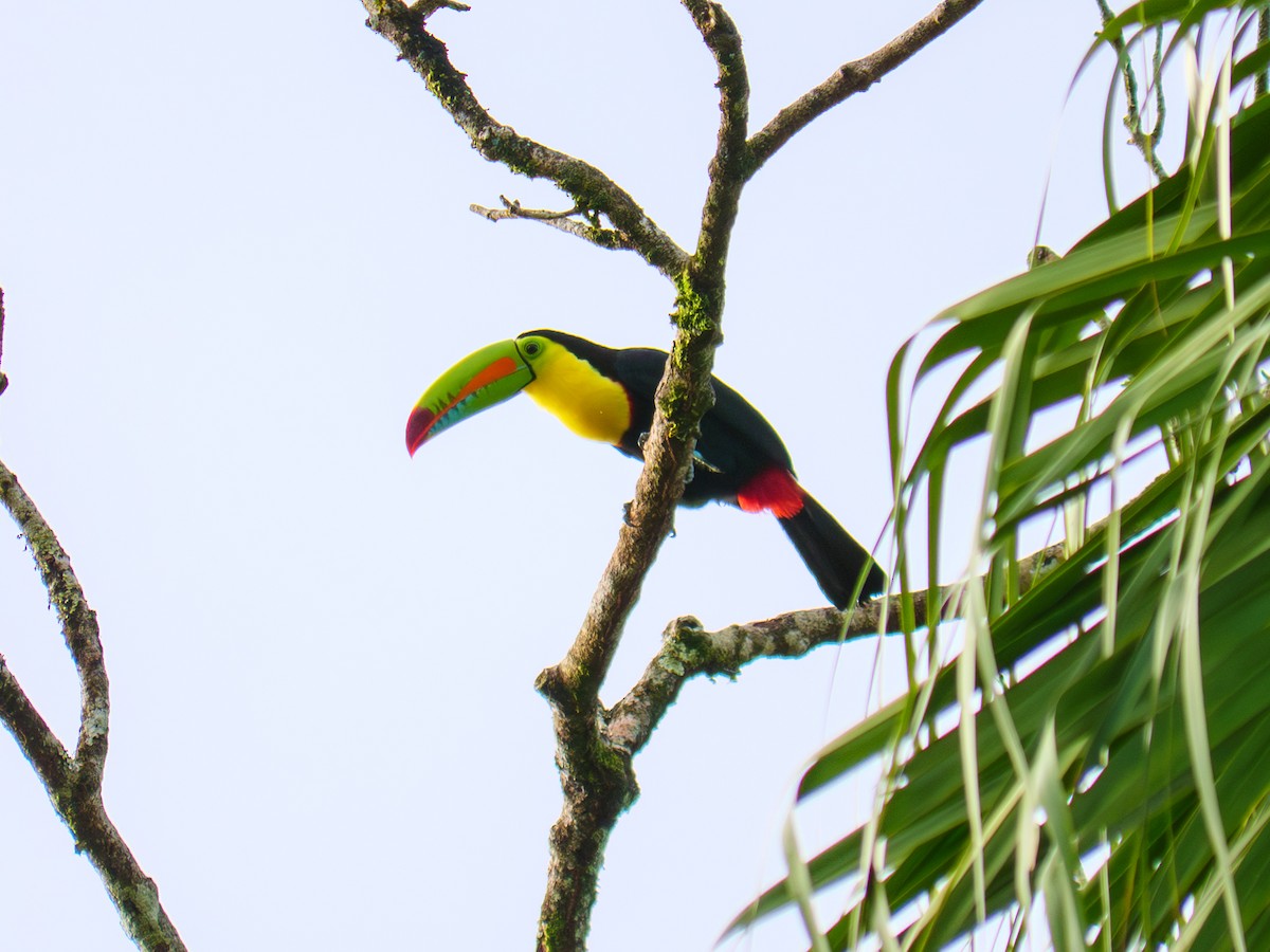 regnbuetukan - ML645121229