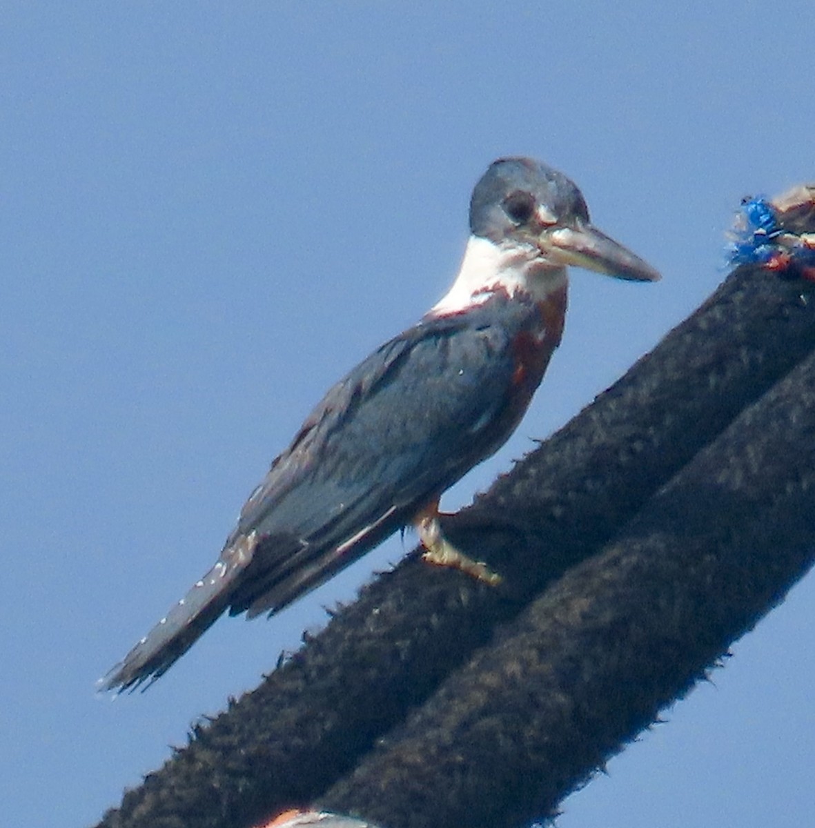 Martin-pêcheur à ventre roux - ML645121234