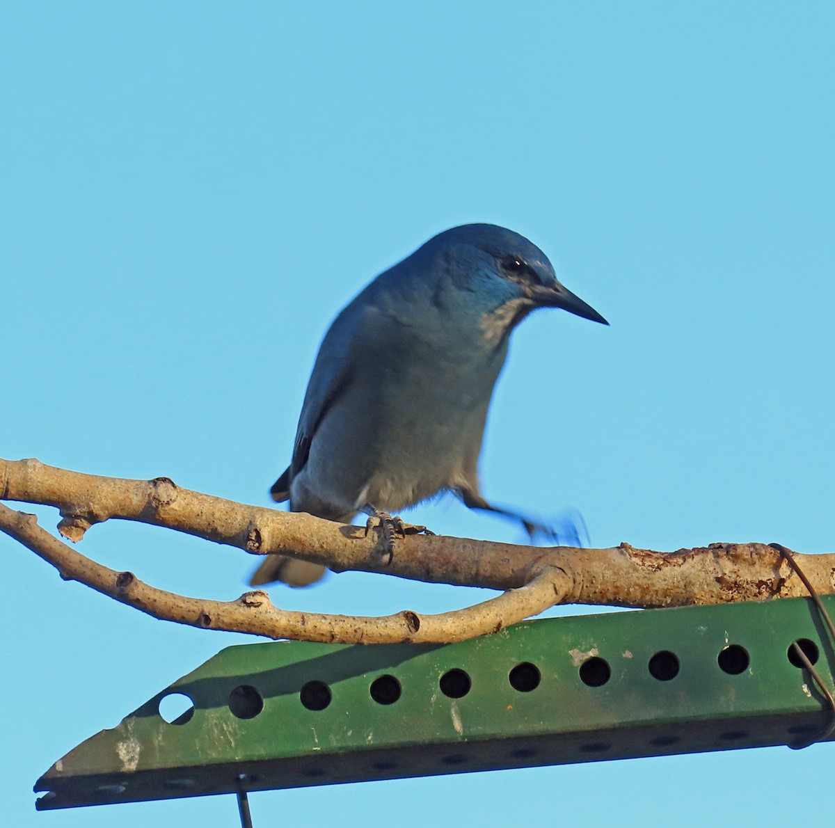 Pinyon Jay - ML645121238