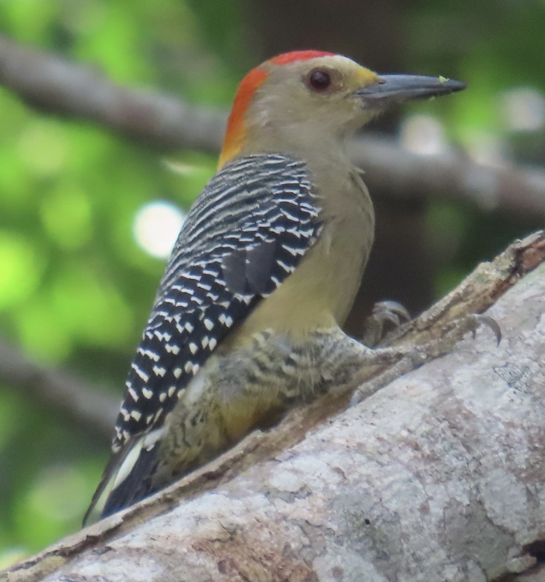 Pic à front doré - ML645121244