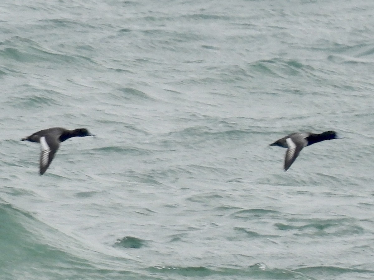 スズガモ - ML645121247