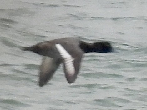 スズガモ - ML645121248