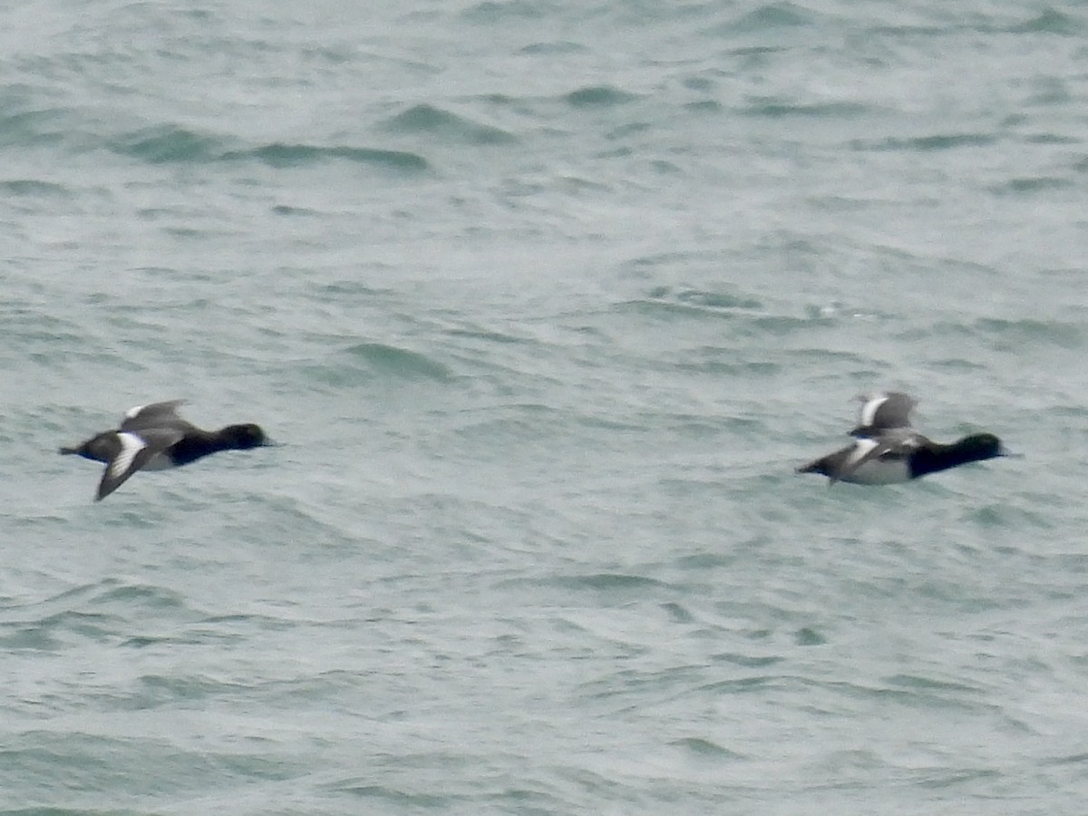 スズガモ - ML645121249