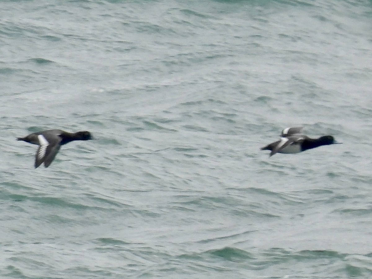 スズガモ - ML645121250