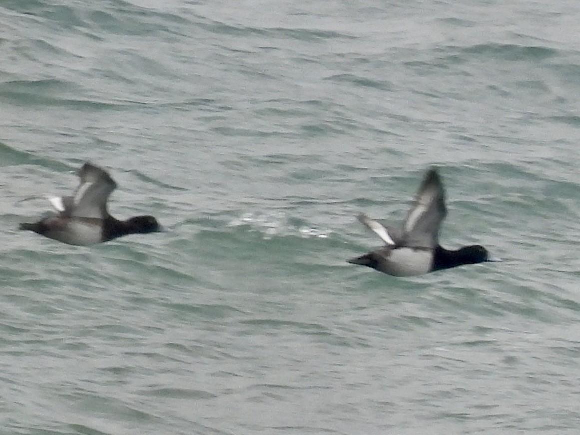 スズガモ - ML645121251