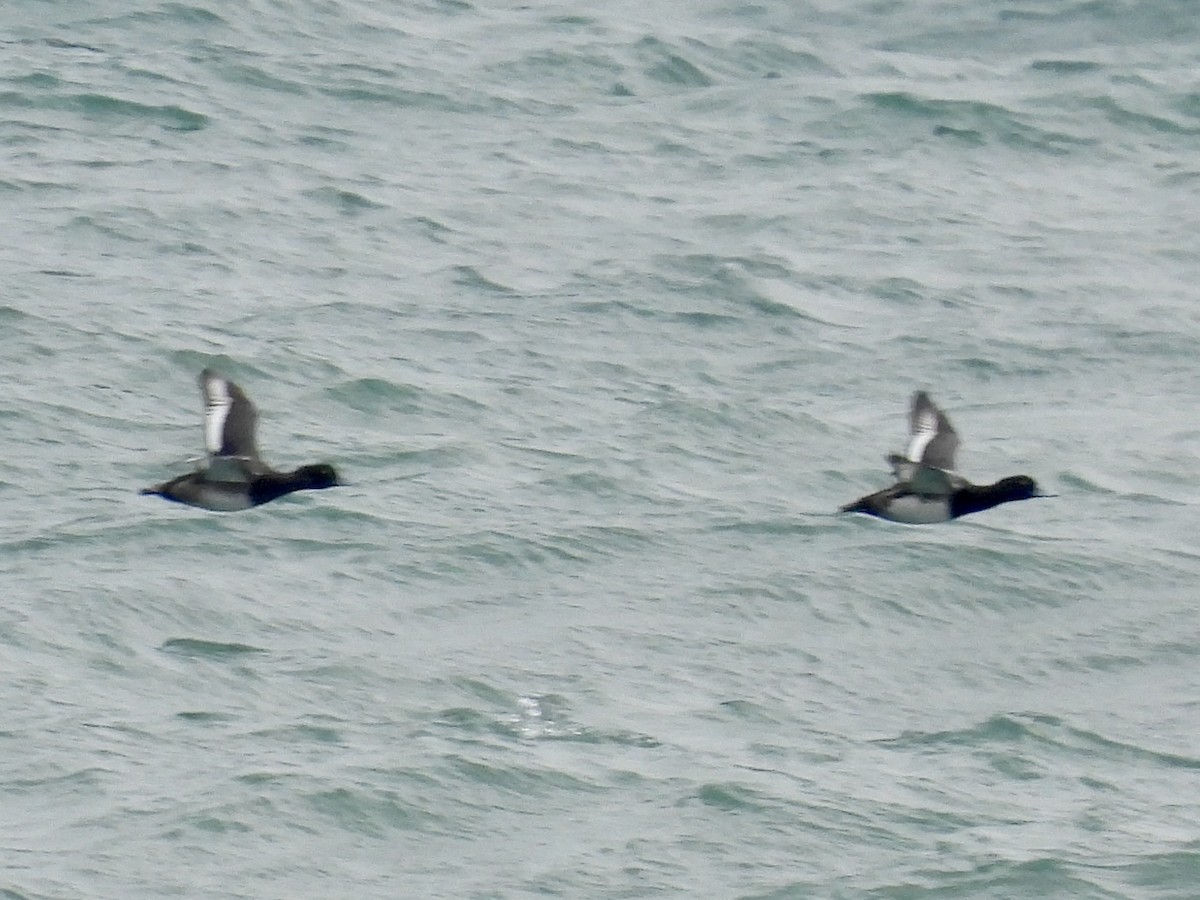 スズガモ - ML645121252