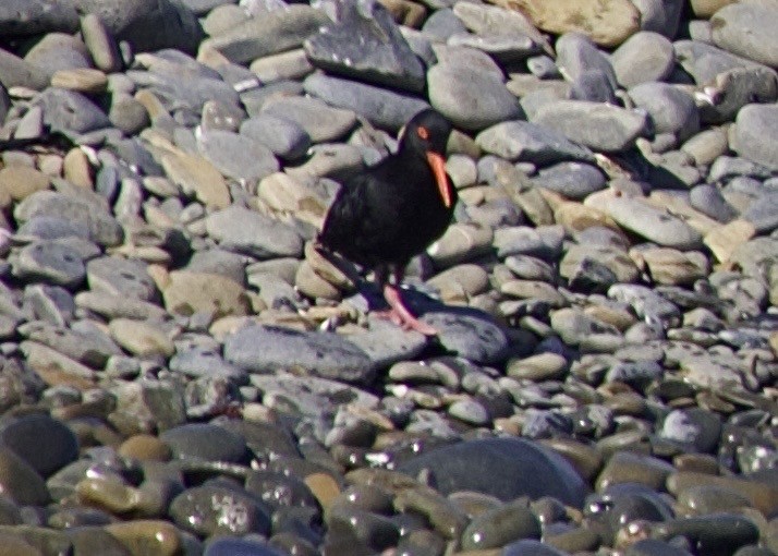 African Oystercatcher - ML645121256