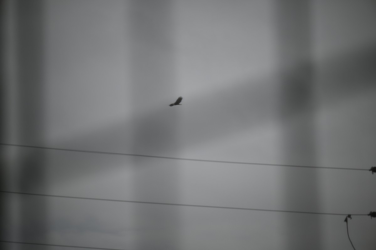 Bald Eagle - ML645121257