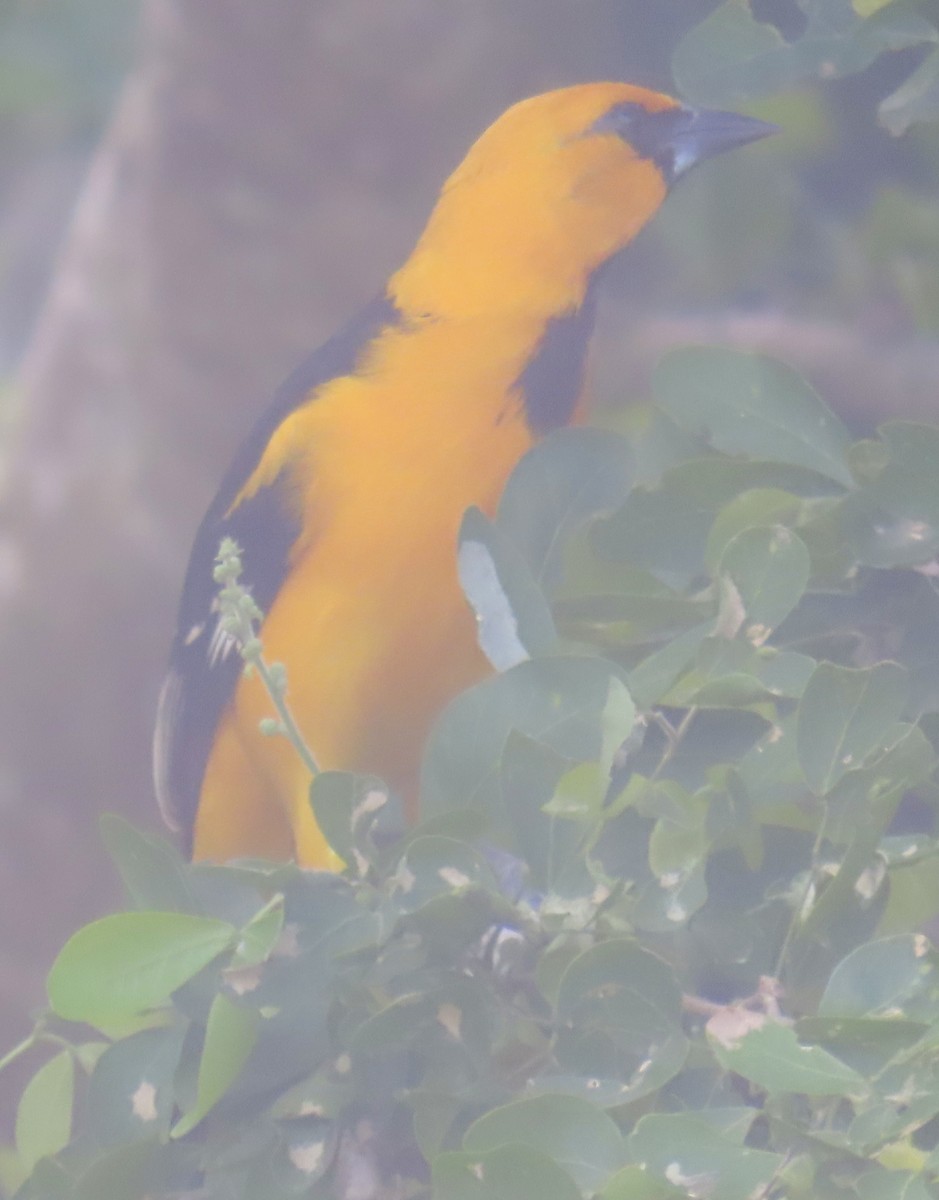 Oriole à gros bec - ML645121258