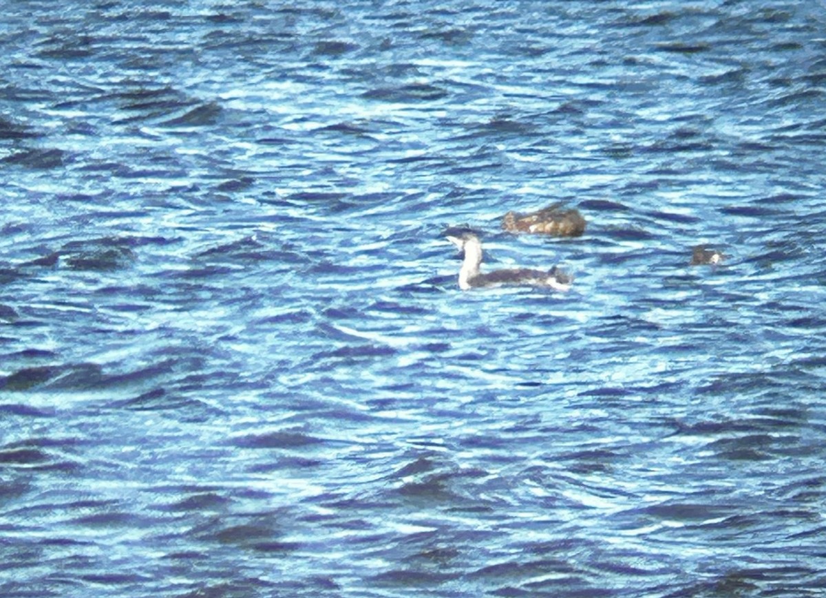 紅喉潛鳥 - ML645121266