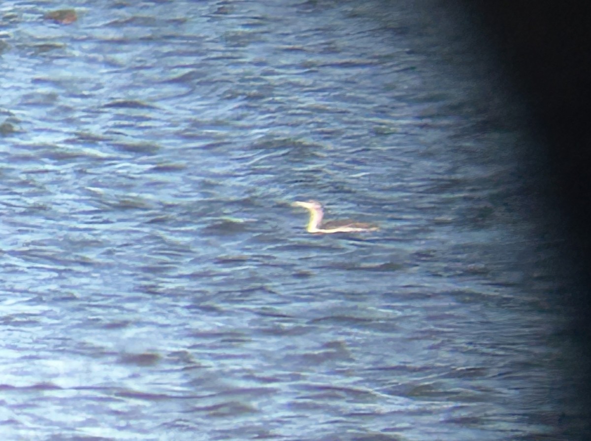 紅喉潛鳥 - ML645121267