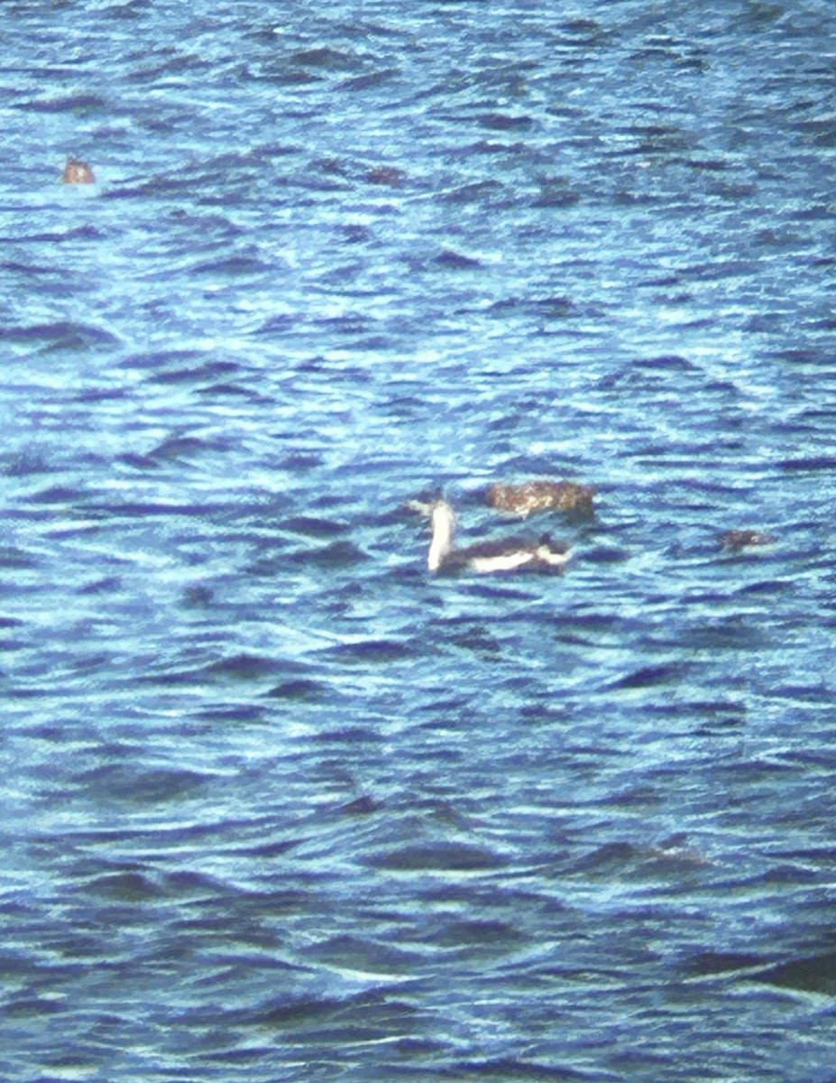 紅喉潛鳥 - ML645121268