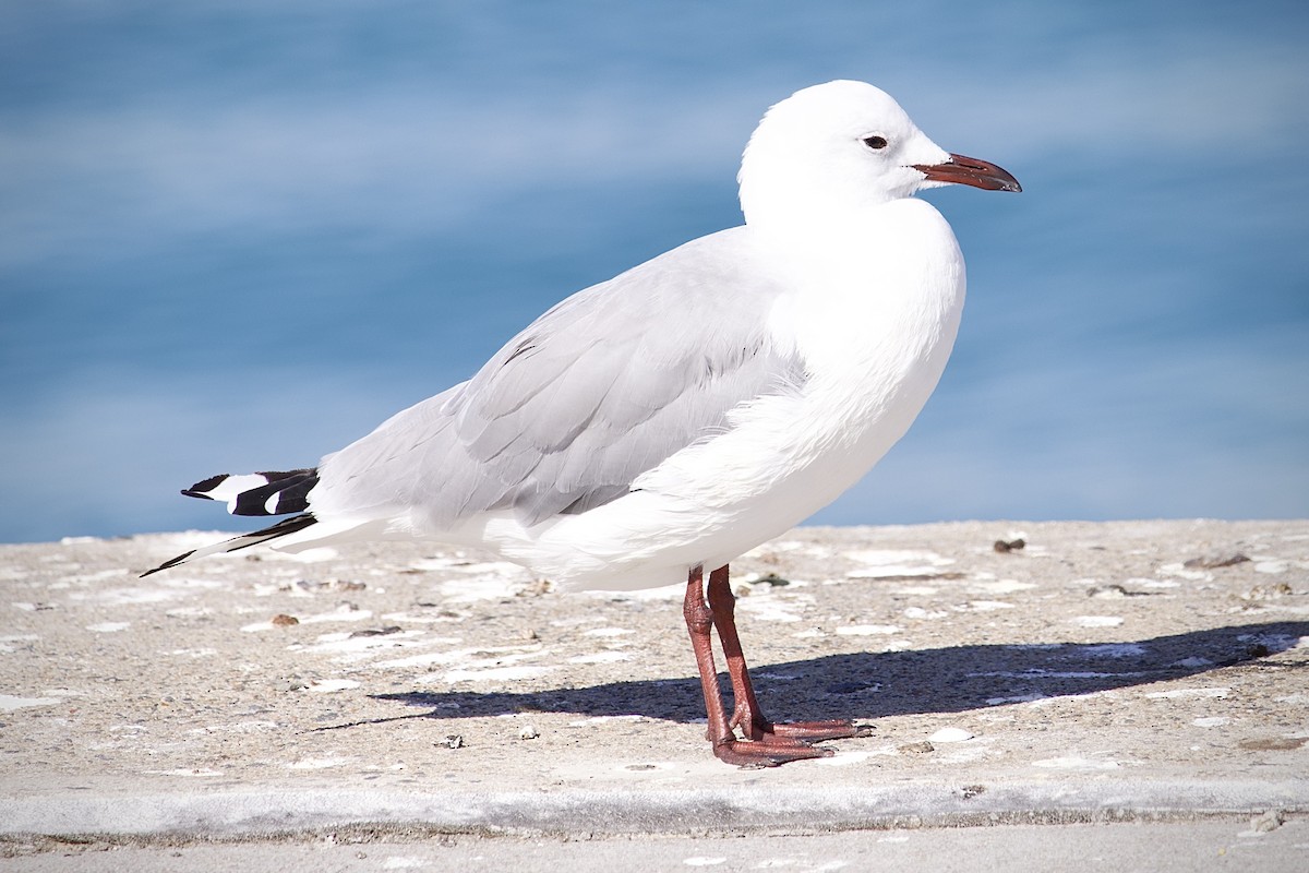 Hartlaub's Gull - ML645121274