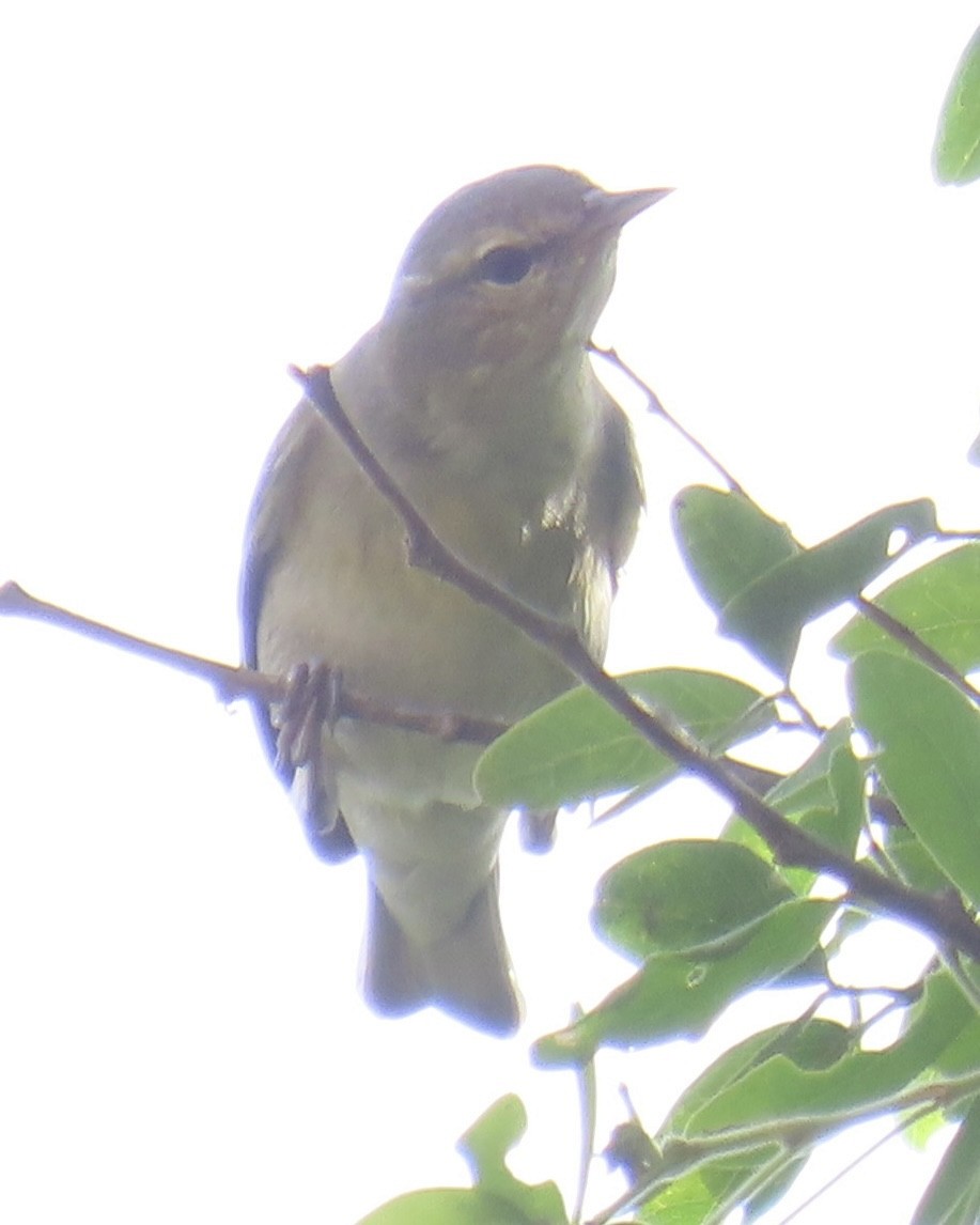 Tennessee Warbler - ML645121293