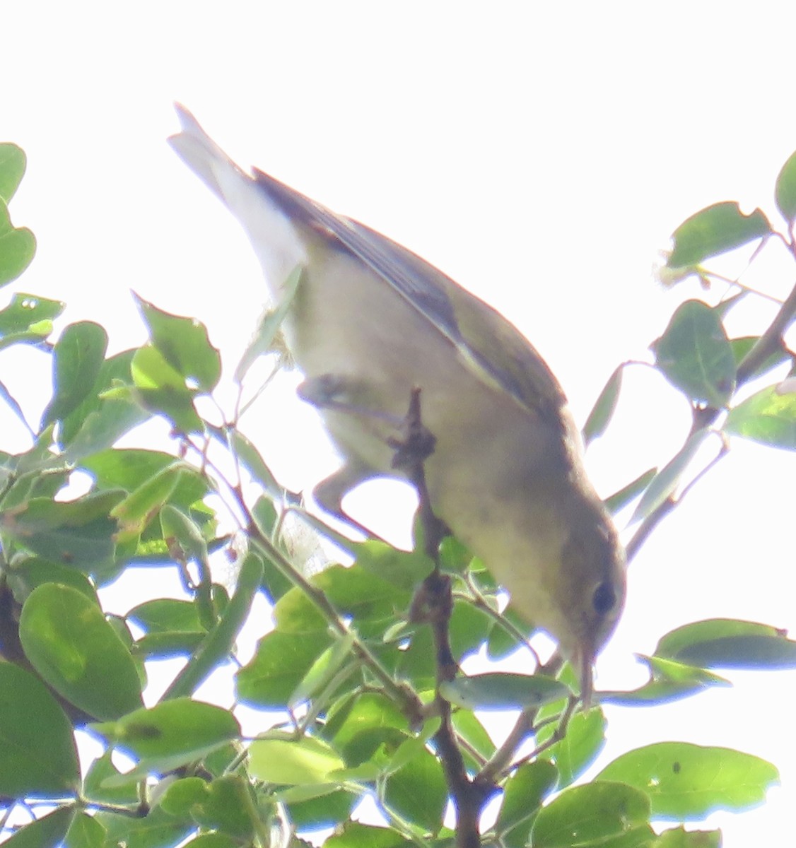 Tennessee Warbler - ML645121294