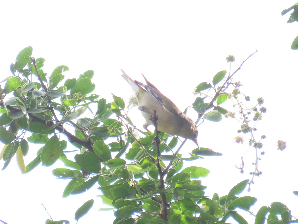 Tennessee Warbler - ML645121295