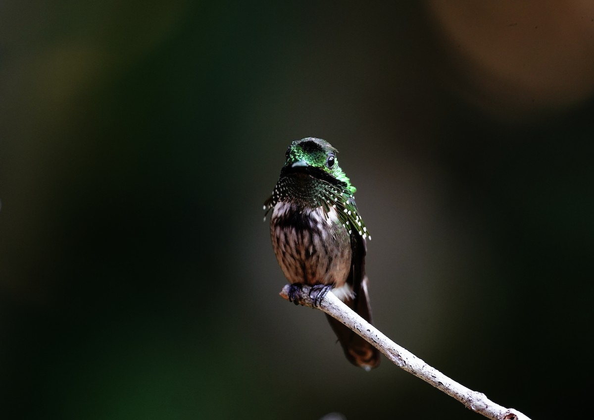 Festive Coquette - ML645121343