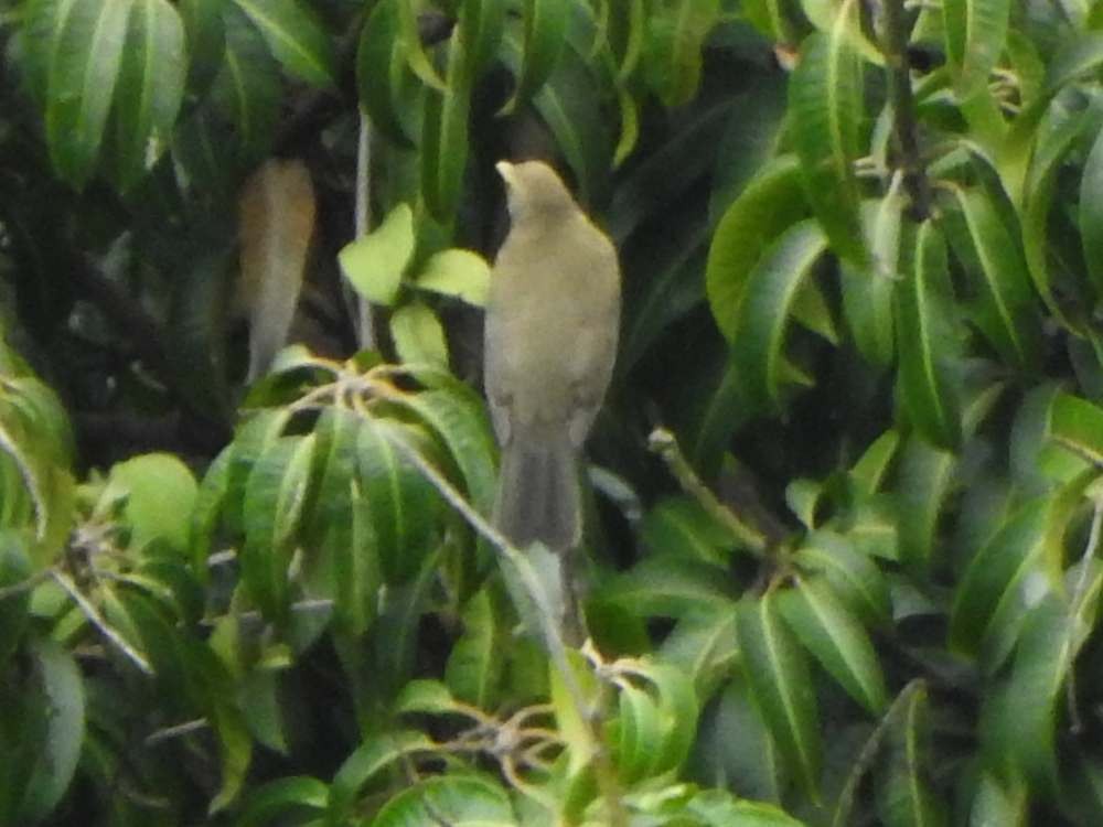 Spectacled Thrush - ML645121344