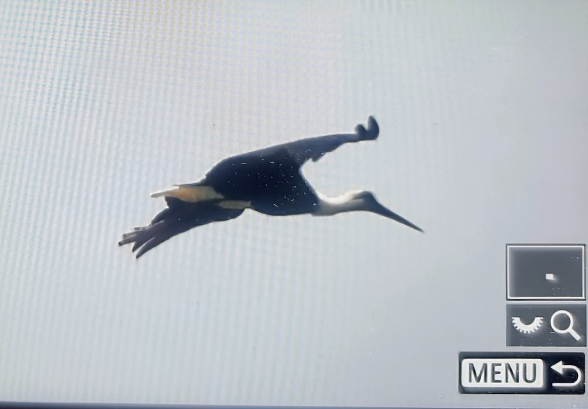 חסידה לבנת-גרון אפריקאית - ML645121346