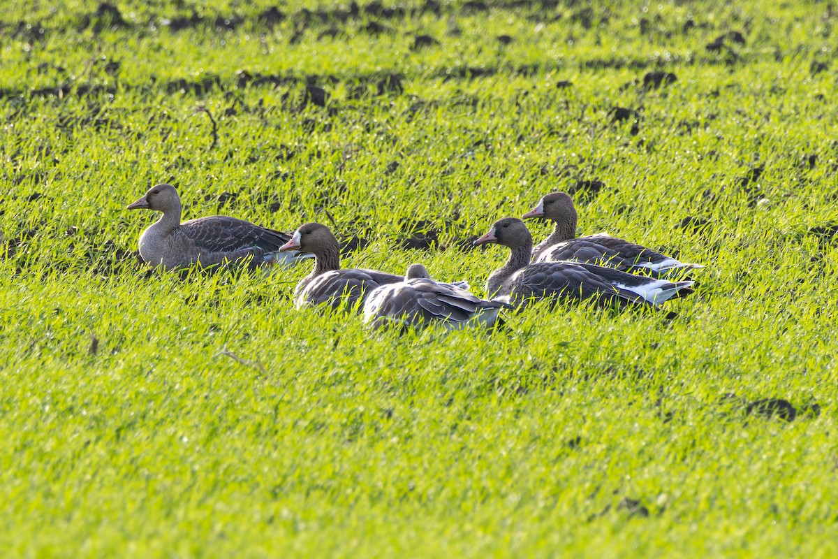 Greater White-fronted Goose - ML645121359