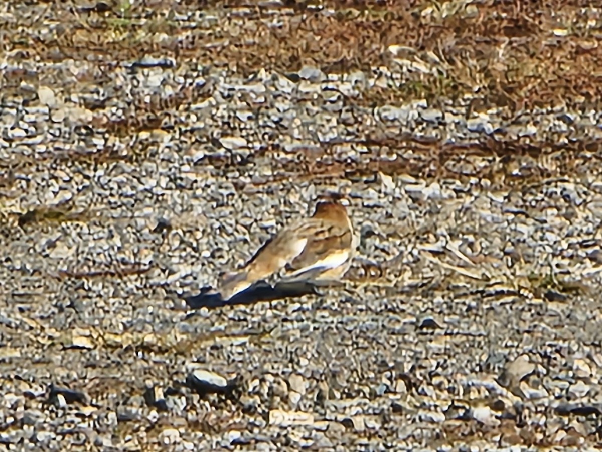 Snow Bunting - ML645121362