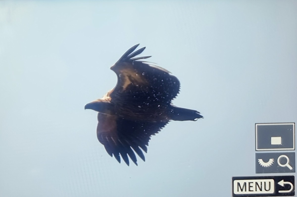 Ak Sırtlı Akbaba - ML645121366