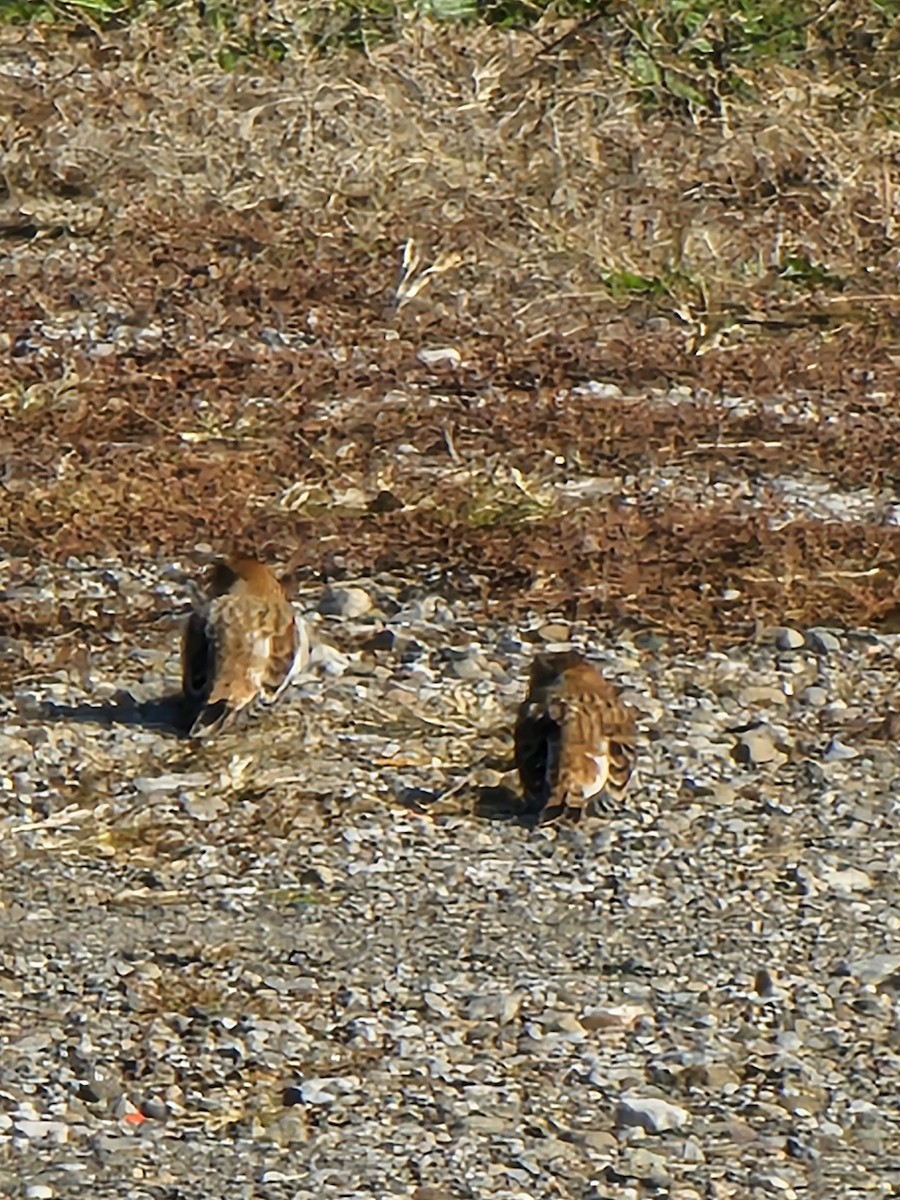 Snow Bunting - ML645121367