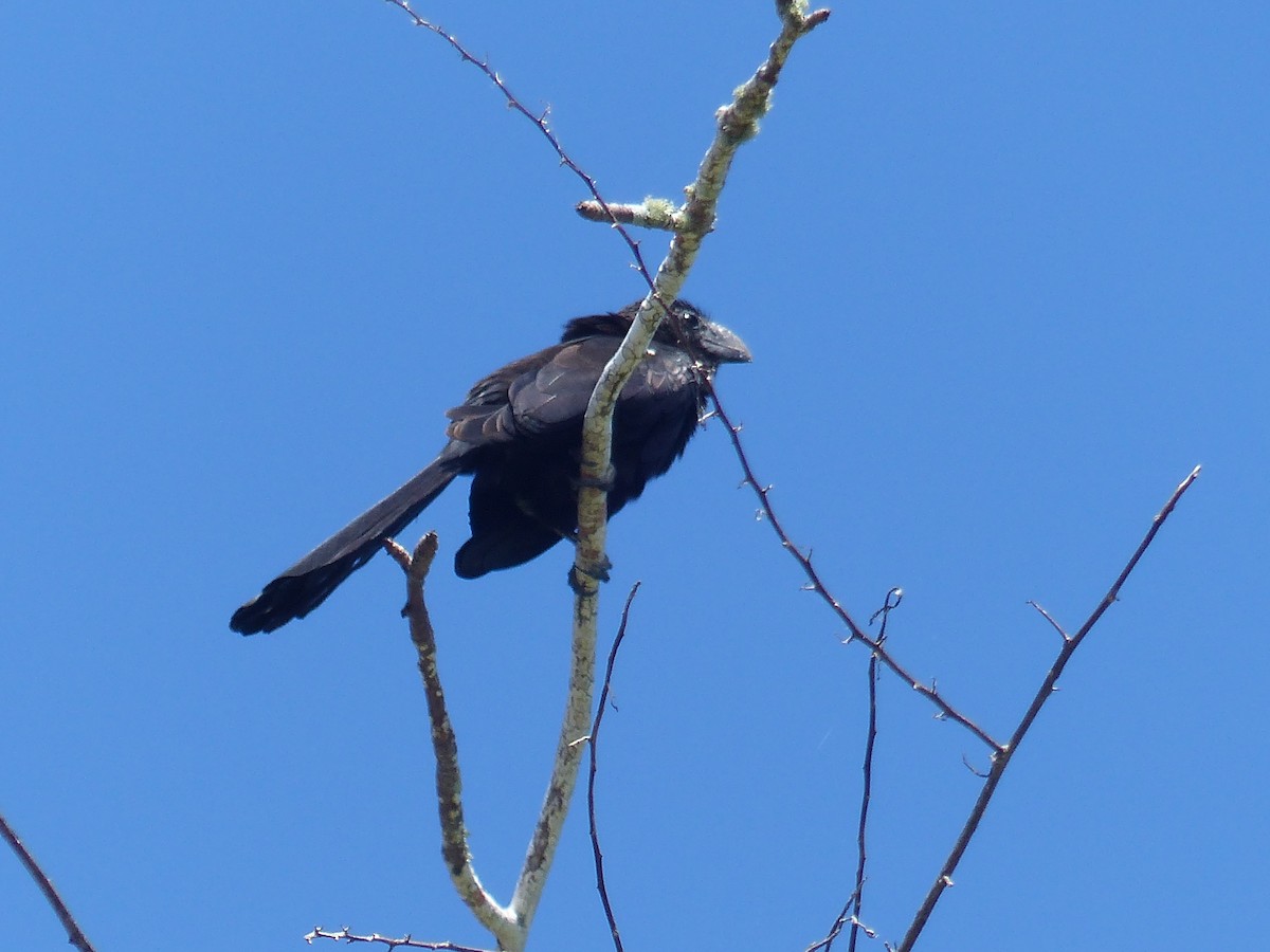 Ані товстодзьобий - ML645121377