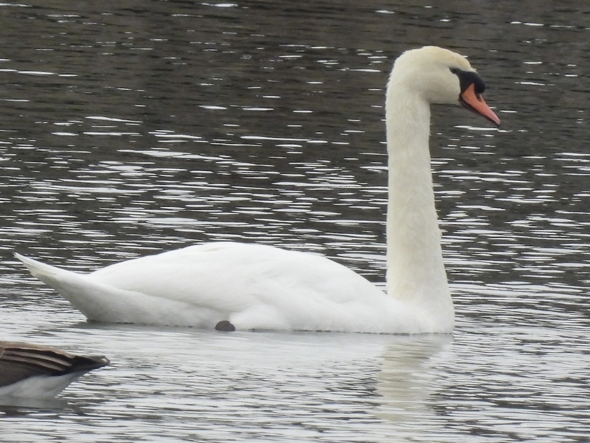 Лебідь-шипун - ML645121386
