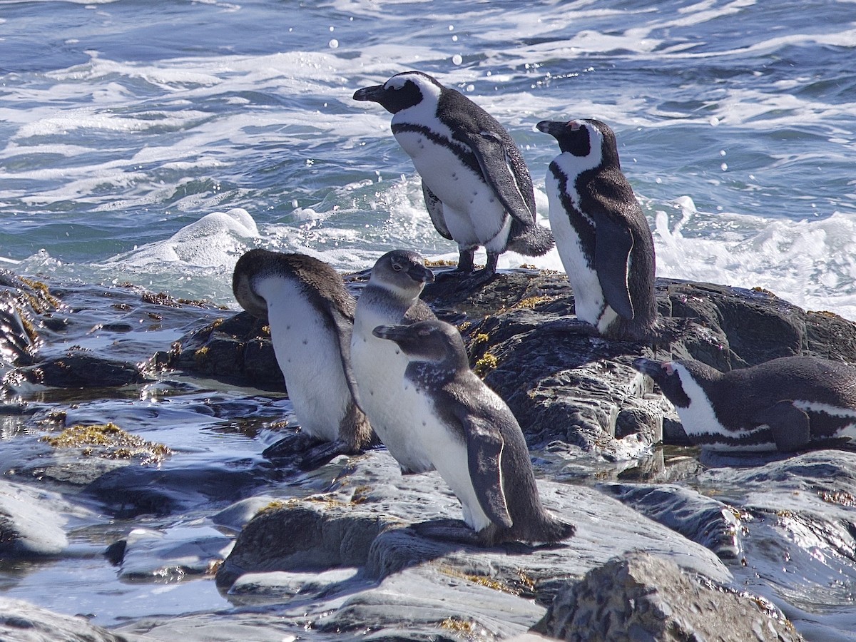 African Penguin - ML645121401