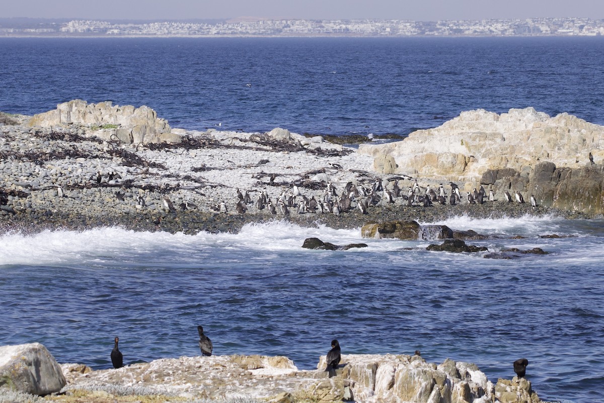 African Penguin - ML645121402