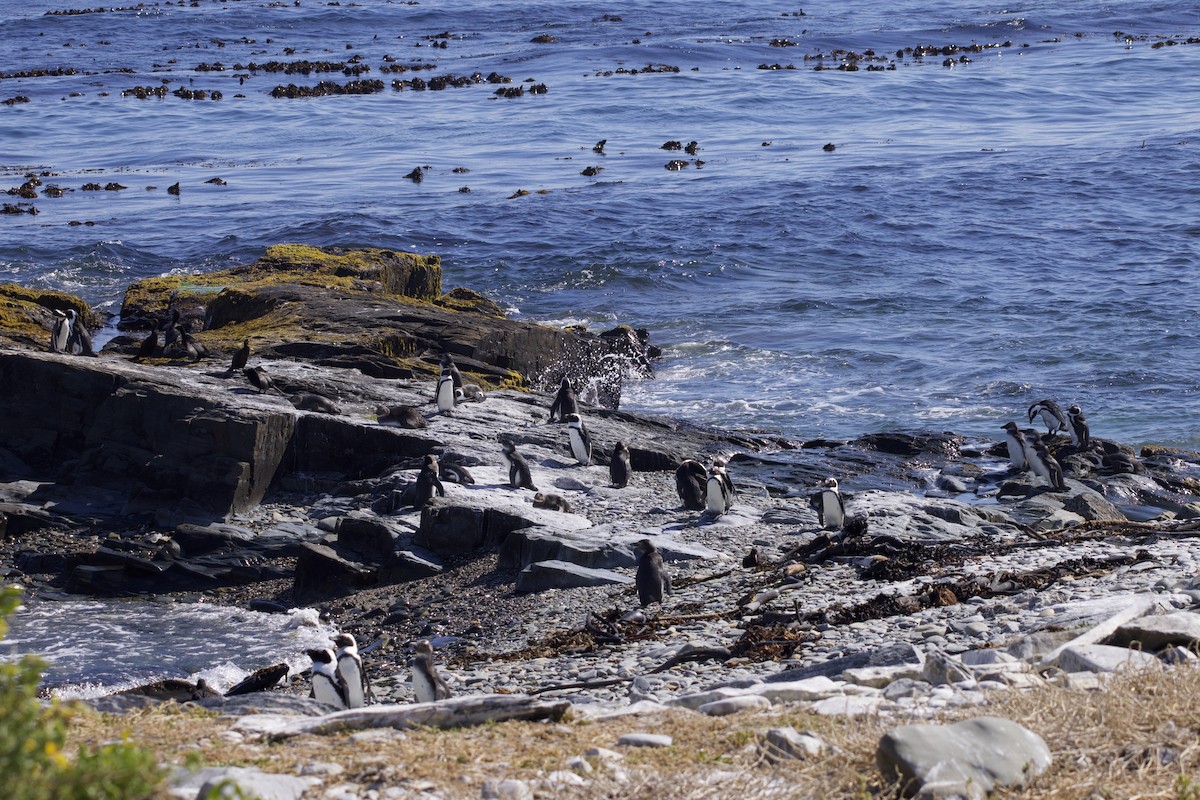 African Penguin - ML645121403