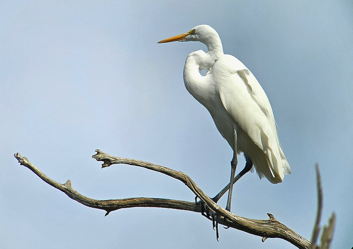 Great Egret - ML645121413