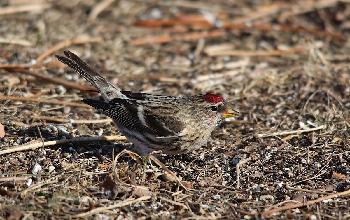 čečetka zimní - ML645121414