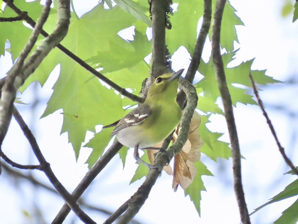 Yellow-throated Vireo - ML645121415