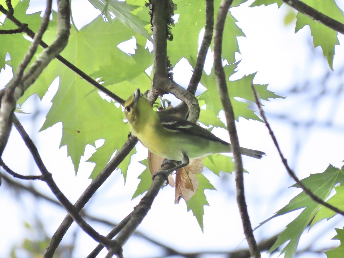 Yellow-throated Vireo - ML645121416